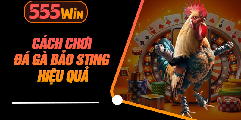 Cách Chơi Đá Gà Bảo Sting Hiệu Quả