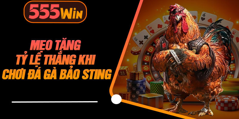 Mẹo Tăng Tỷ Lệ Thắng Khi Chơi Đá Gà Bảo Sting