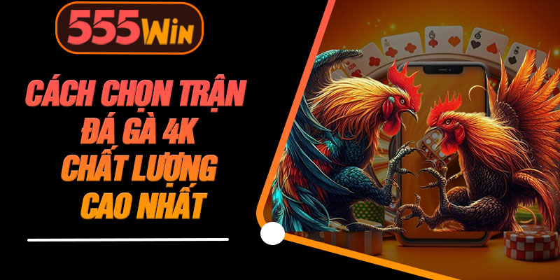 Cách Chọn Trận Đá Gà 4K Chất Lượng Cao Nhất