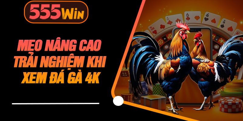 Mẹo Nâng Cao Trải Nghiệm Khi Xem Đá Gà 4K
